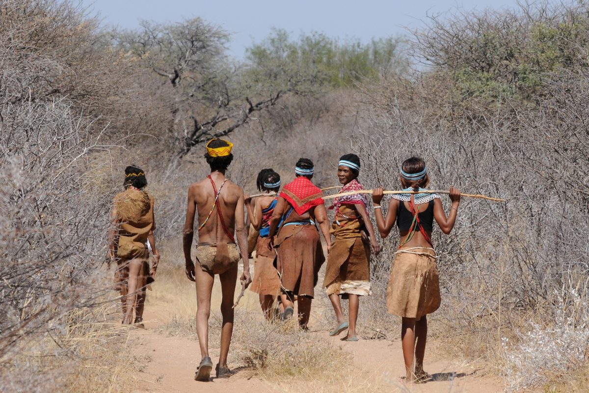 Kalahari Bushman Walking Through The Bush Botswana