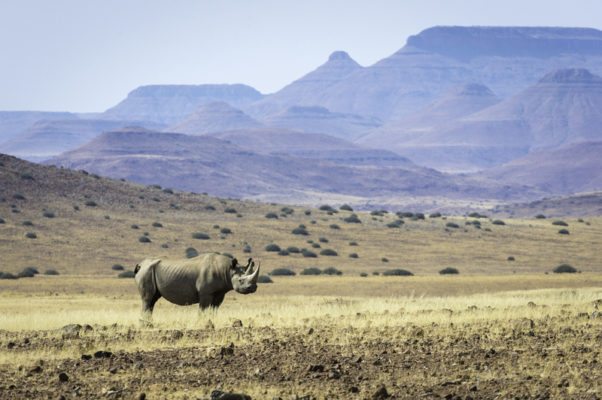 Rare Desert Adapted Black Rhino - Damaraland Namibia – Self-Drive, Bespoke & Fly-in Safaris, Guided Explorations & Privately Guided Safaris