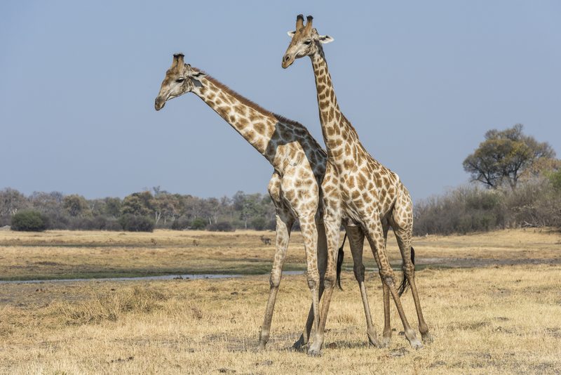 Giraffes – Savuti Botswana - Self Drive, Bestoke & Fly-in Safaris, Guided Explorations & Privately Guided Safaris