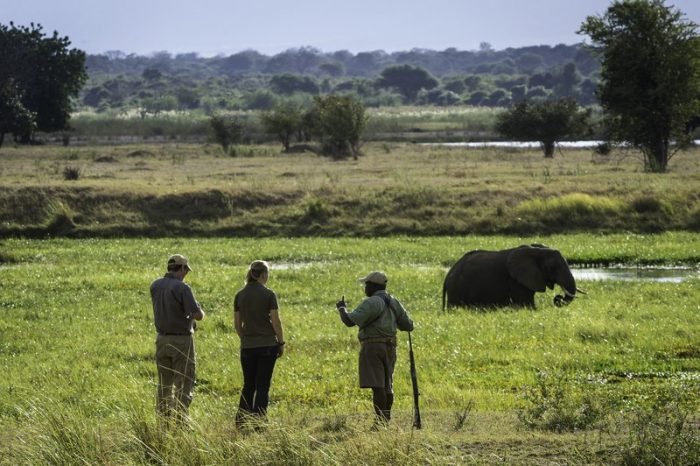 Walking the Zambezi Floodplain at the Ruckomechi Camp – Zimbabwe home the world’s largest herds of elephants