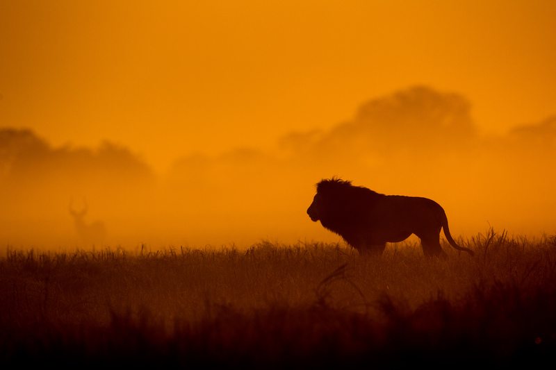 Busanga lion at sunset - Zambia - Sasiani African Safaris