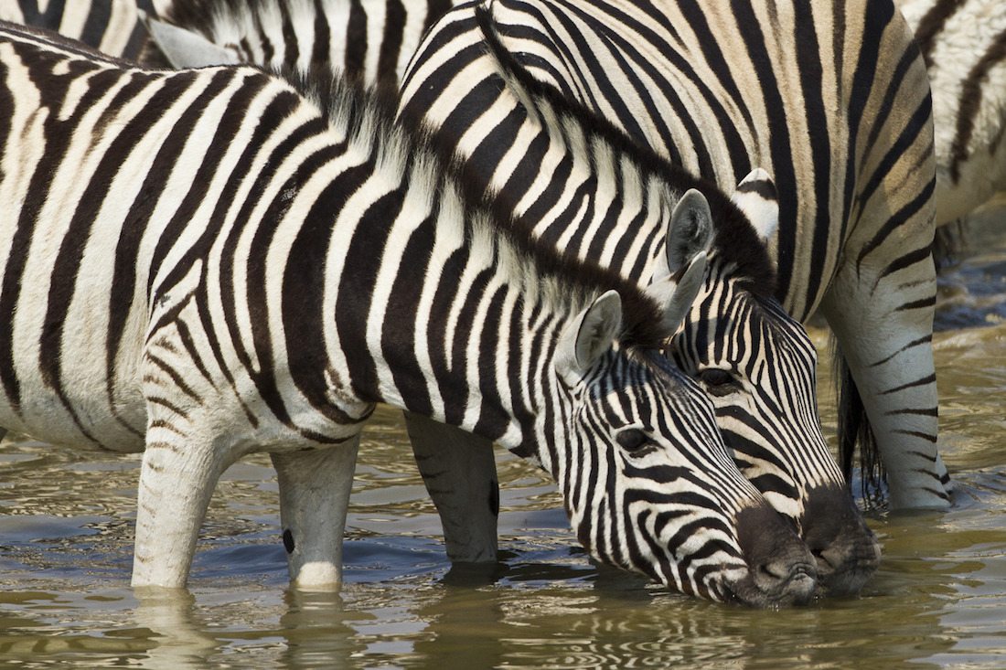 Zebra drinking at Anderssons Camp Namibia