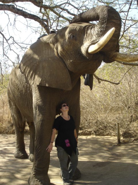 Caroline Berkeley standing under a rescue elephant bull