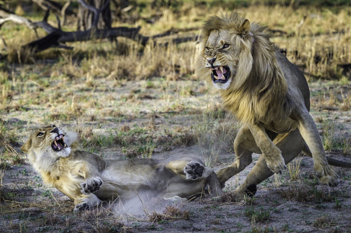 Botswana photography safaris where the most unexpected can be caught on camera
