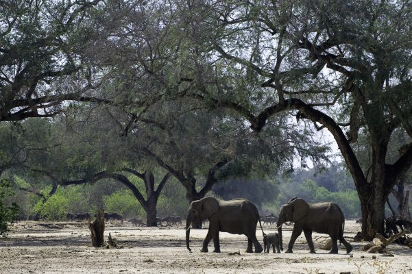 Hwange National Park - Zimbabwe home to the largest elephants herds in the world