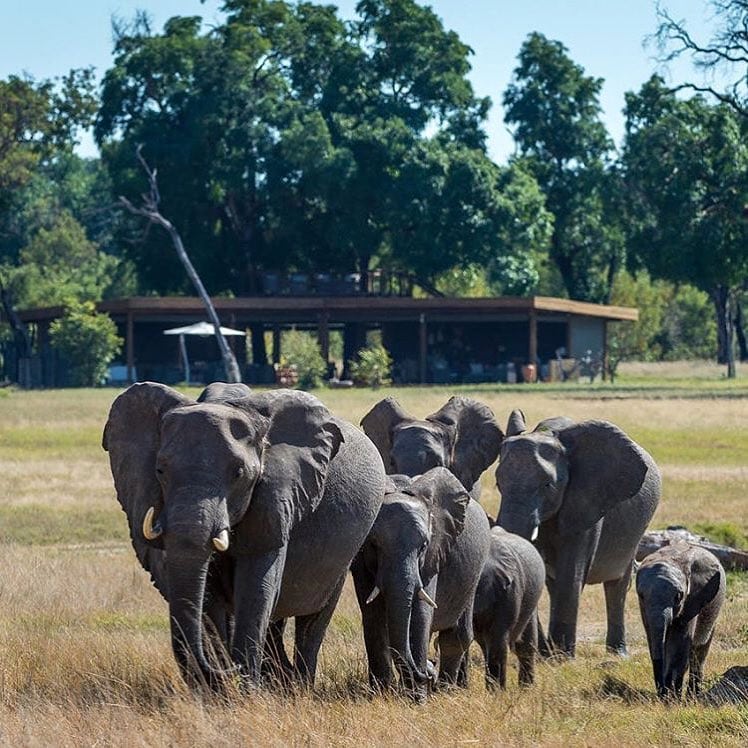 Davisons Camp Hwange National Park Zimbabwe home to some of the largest free range herds of elephants on the planet