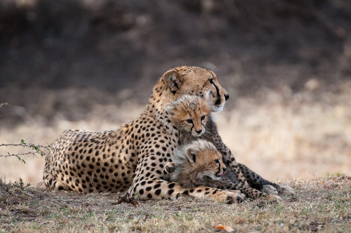 Cheetah and clubs