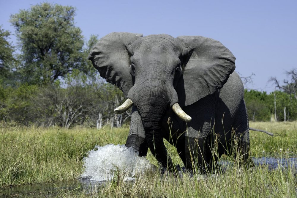 Bull elephant - Okavango Delta Botswana