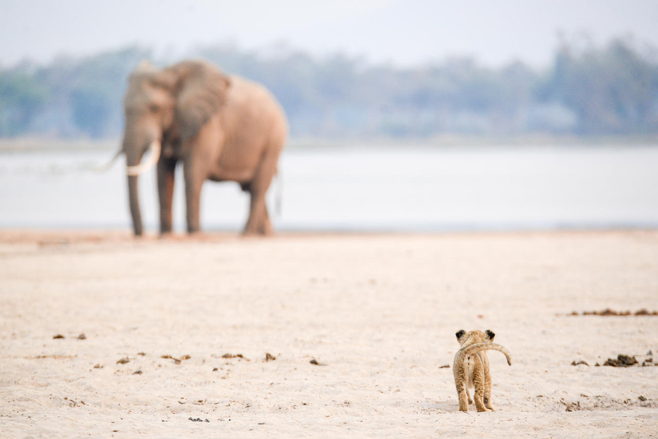 Zimbabwe Elephant & Lion Cub