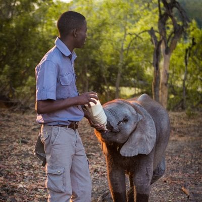 Feeding baby elephant at the Abu Camp Botswana