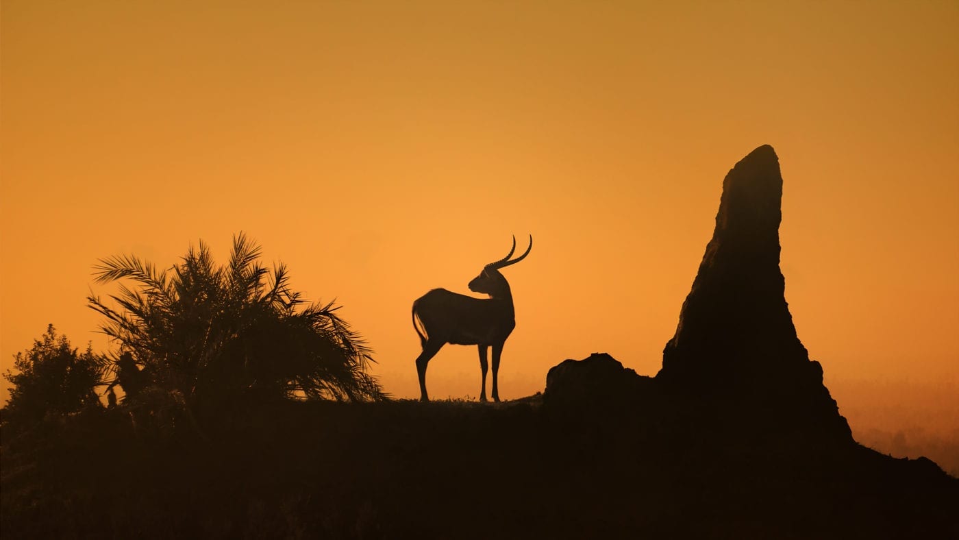 tsessebe Duba Plains Camp Botswana - Sasiani African Safaris