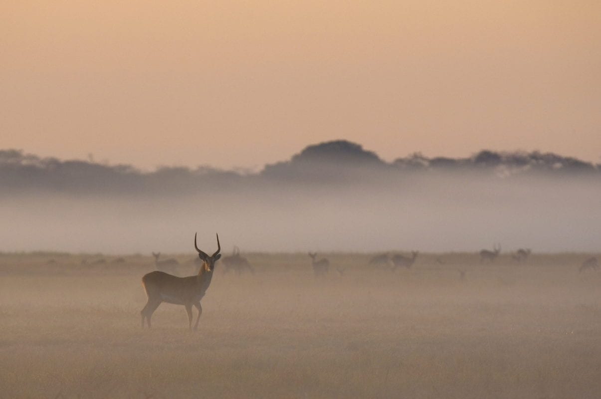Antelope in the sunrise mist, Busunga Plains - Zambia