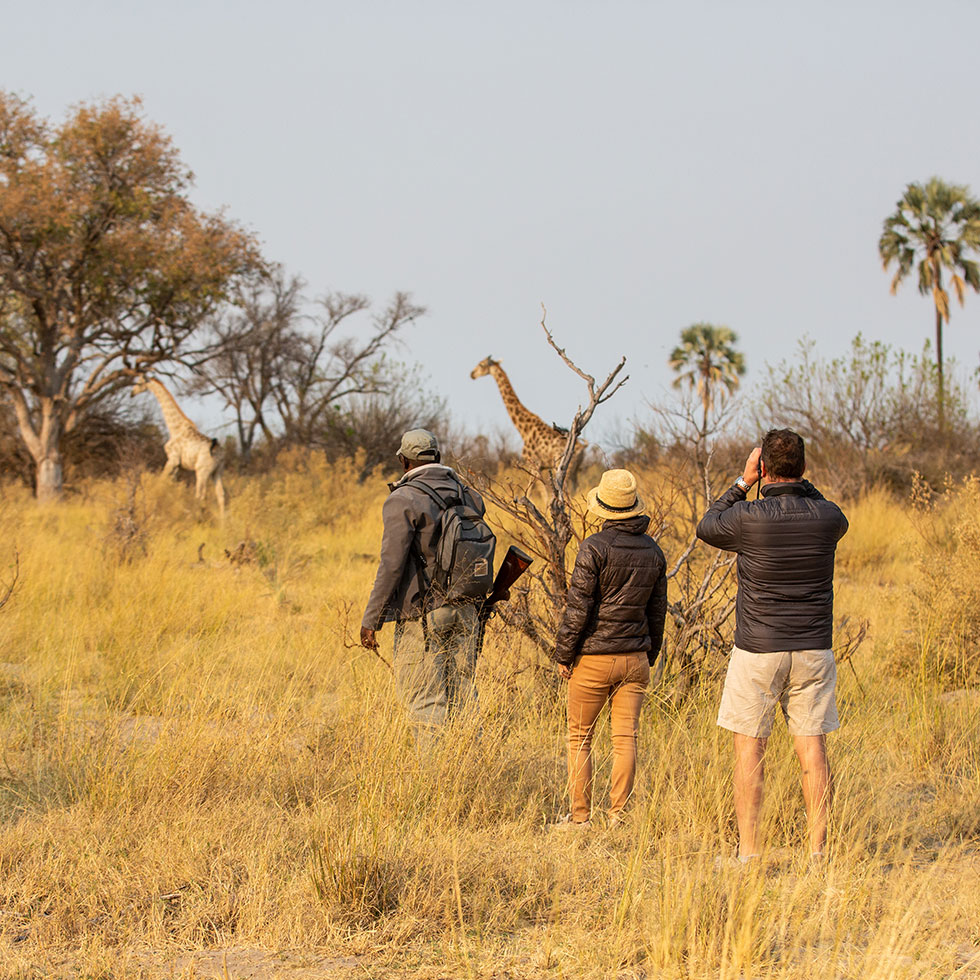 Safari walk in the Abu Concession Botswana