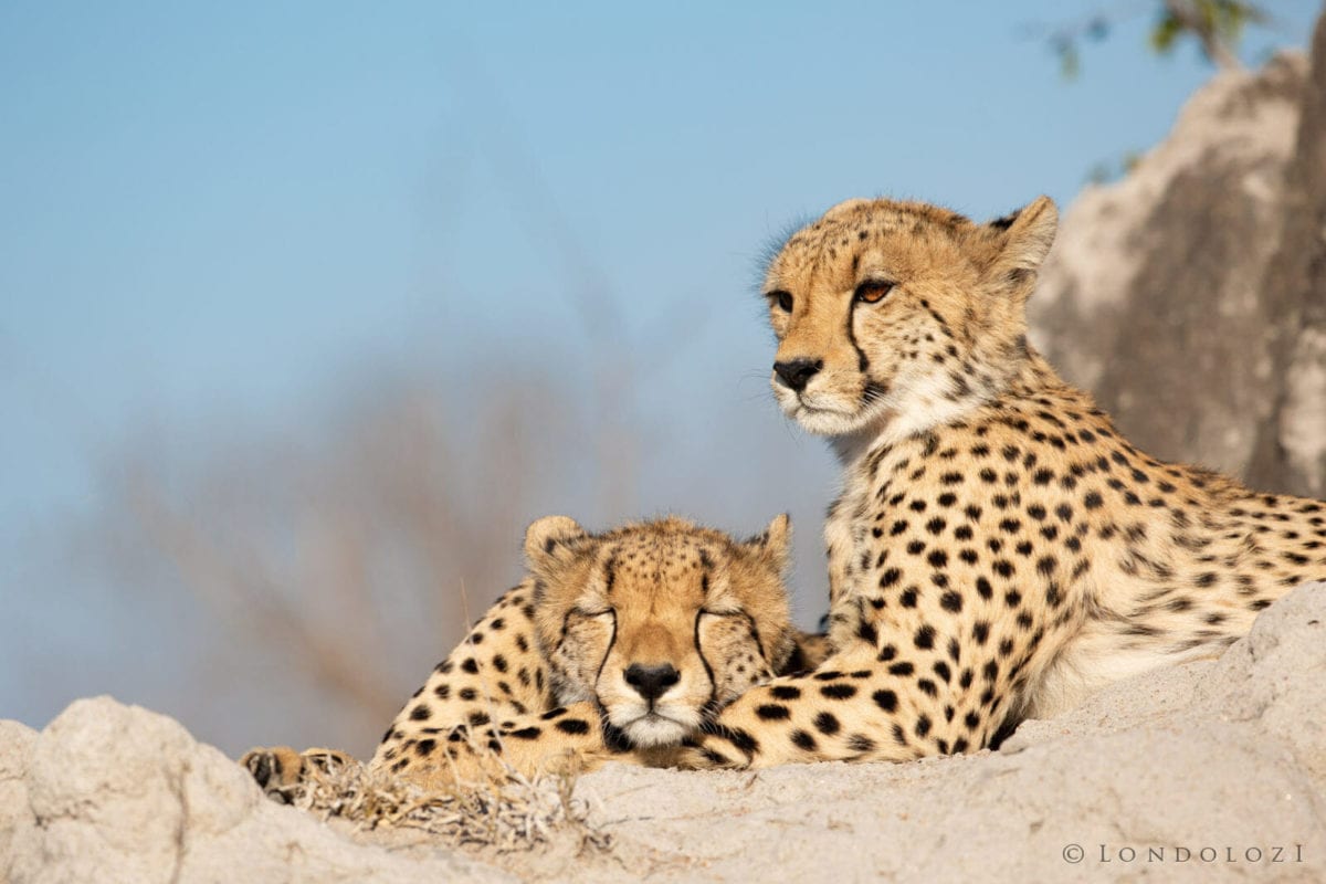 Kruger National Park - Cheetahs resting in the sun