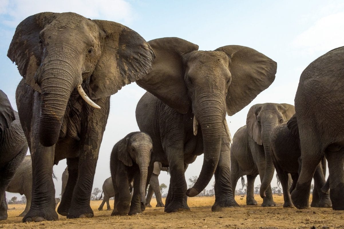 Close up image of a Zimbabwe elephant herd
