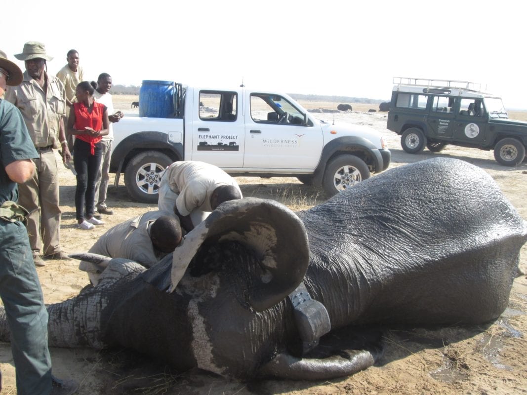 Elephant Collaring Project - Hwange National Park - Zimbabwe