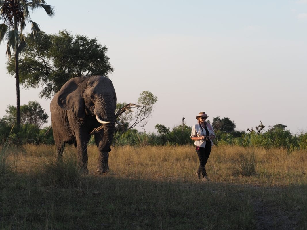 Abu Elephant walking with Caroline Berkeley