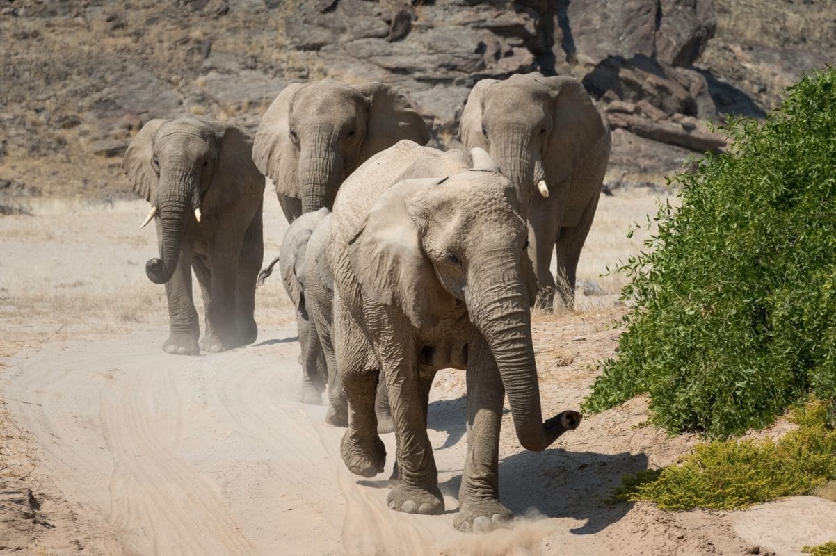 Rare Desert Elephants Hoanib Camp - Namibia
