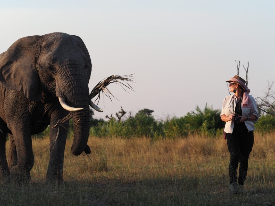 Walking with Cathy the Abu elephant matriarch - Okavango Delta Botswana