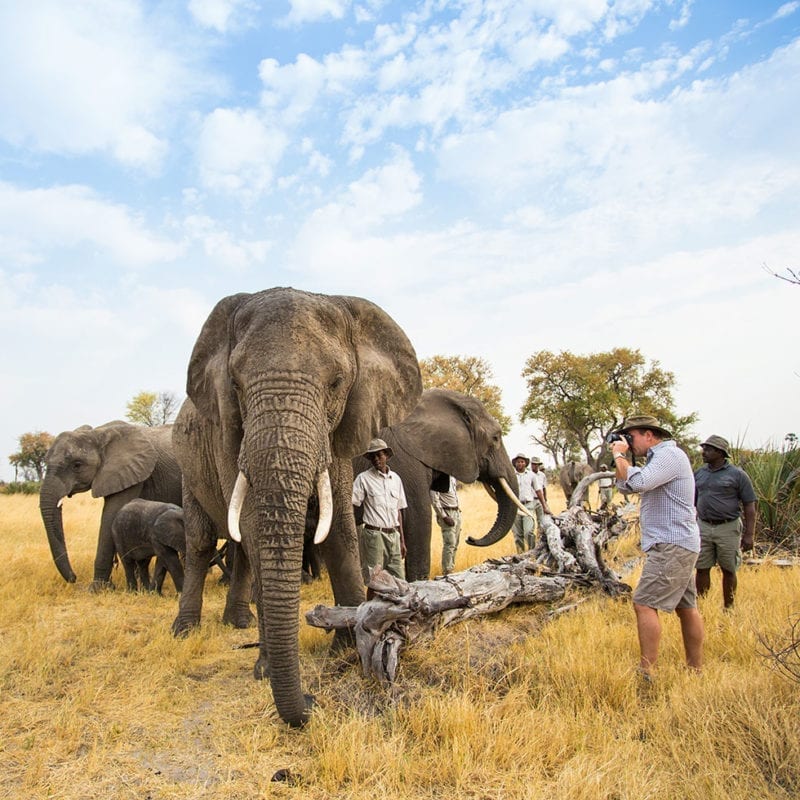 Photographing the Abu Herd Botswana