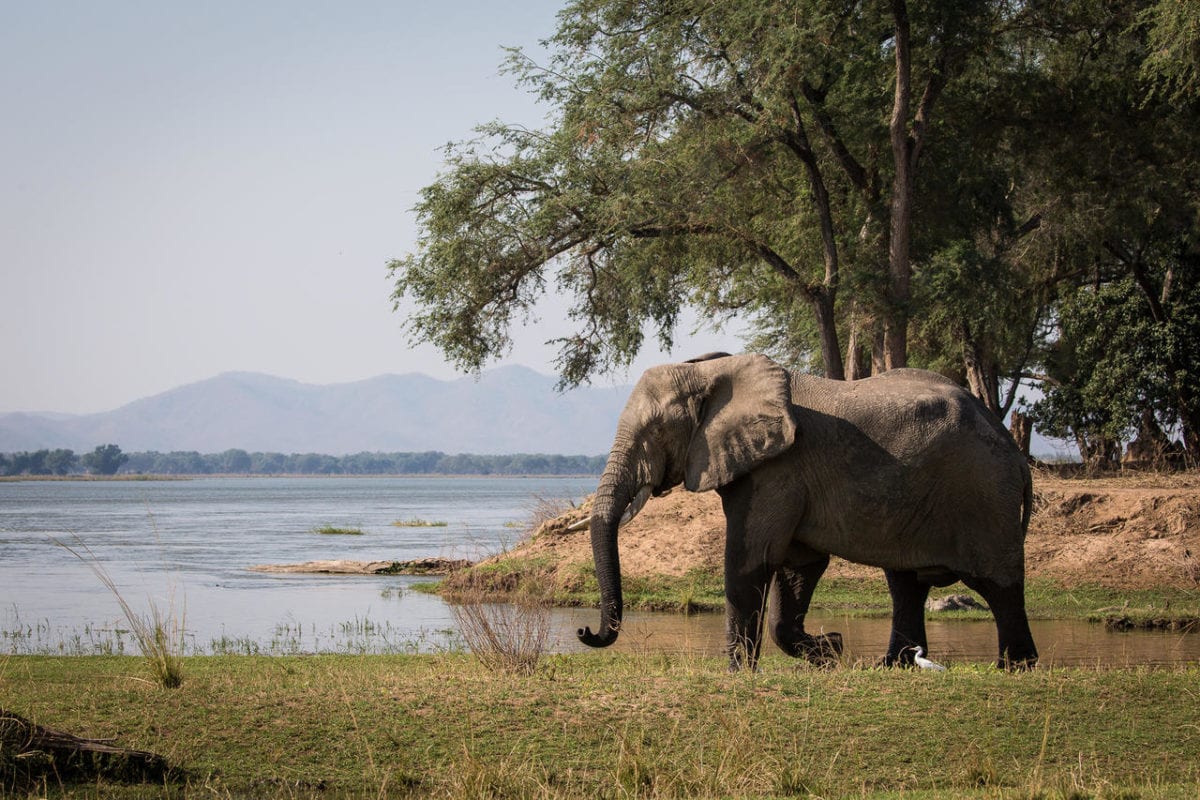 Bull elephant walking along the Zambezi - Mana Pools National Park