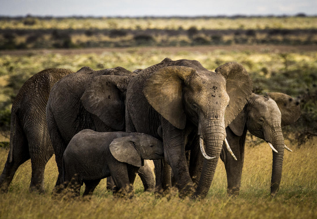 East African Elephant Herd