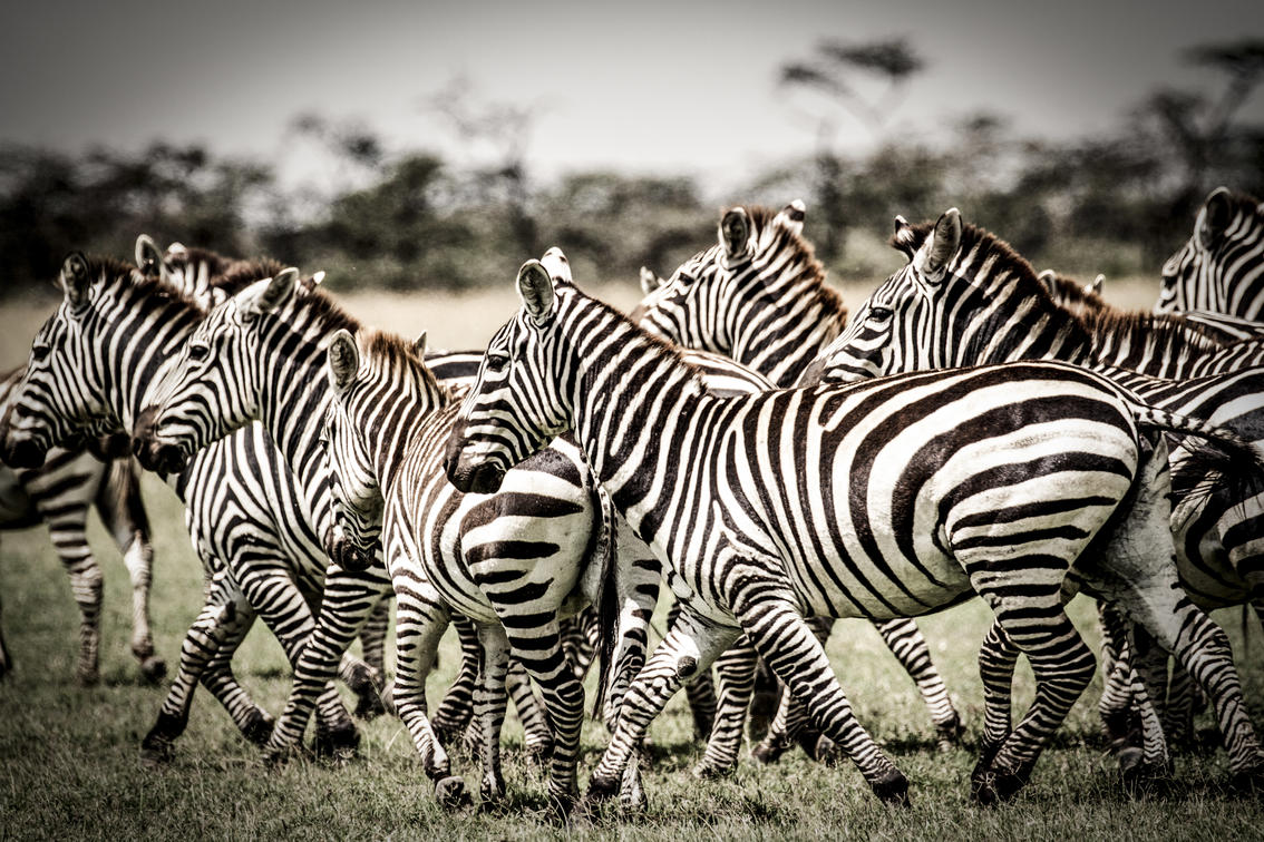 Kenyan Zebra Herd