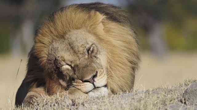 Sleeping male lion at Linkwasha Hwange National Park Zimbabwe