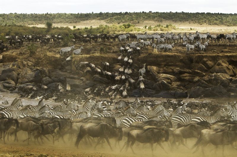 The mass migration in Mara Kenya
