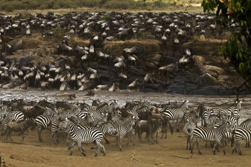 The Mara migration river crossing - Kenya