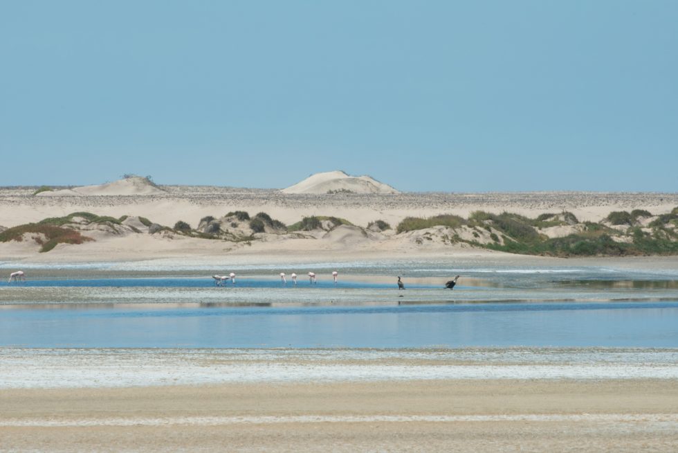 The Skeleton Coast with flamingos