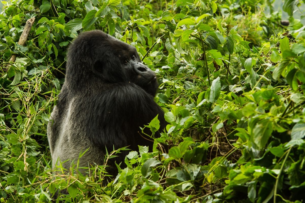Silverback Mountain Gorilla Rwanda