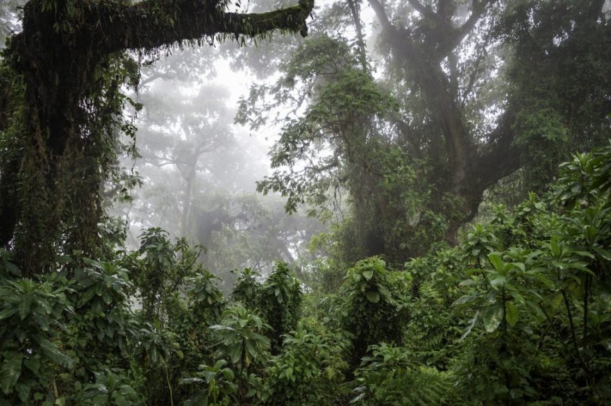 Rwanda rainforest