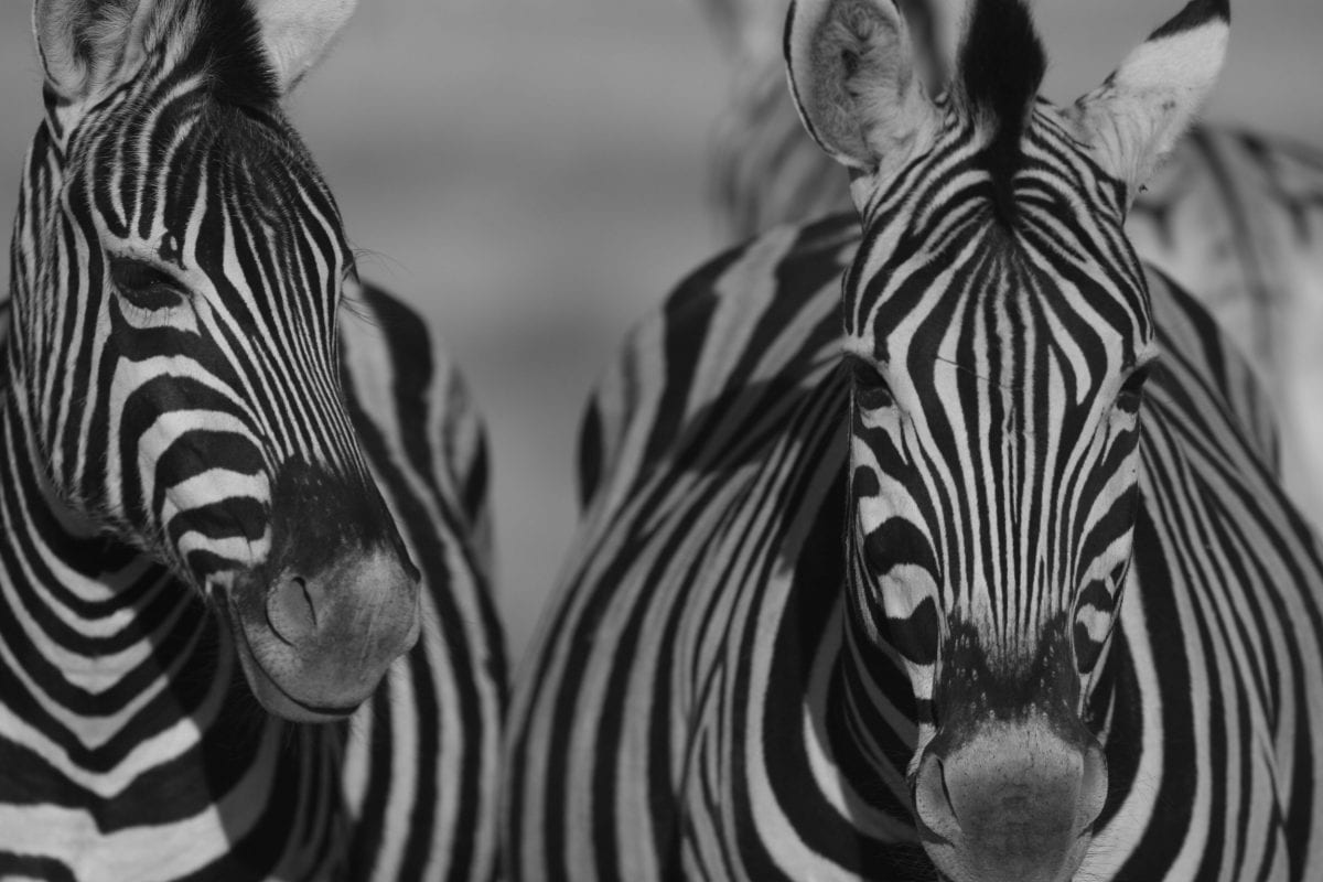 facing two zebras close up